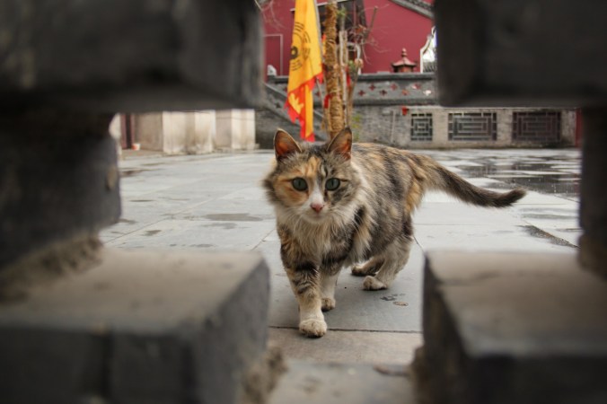 Cat in Changchun Temple
