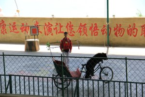 Bearing riding a bicycle.