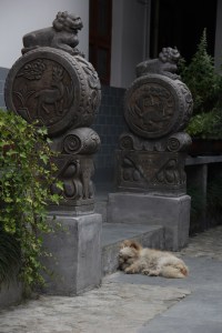 This dog is tired.