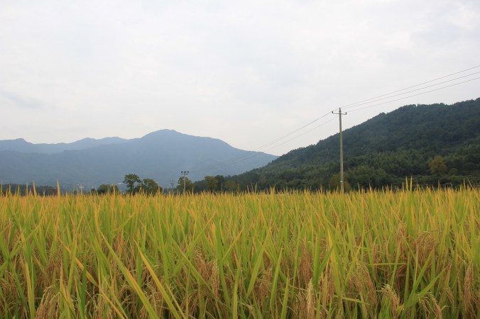 Anhui grass