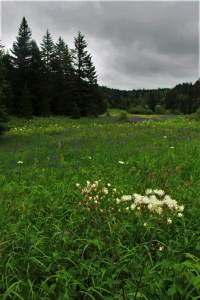 More flowers in the meadows.