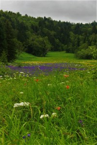 Flowers in the meadows.