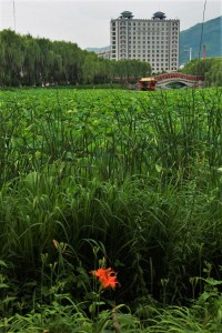 The Ji'an lotus pond.